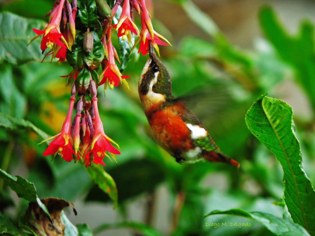 Colibri Abejorro (Chaetocercus mulsant) - Foto: Diego Delgado