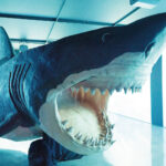 Tiburones llegan a Medellín: una exposición que busca cambiar la forma en que vemos el océano