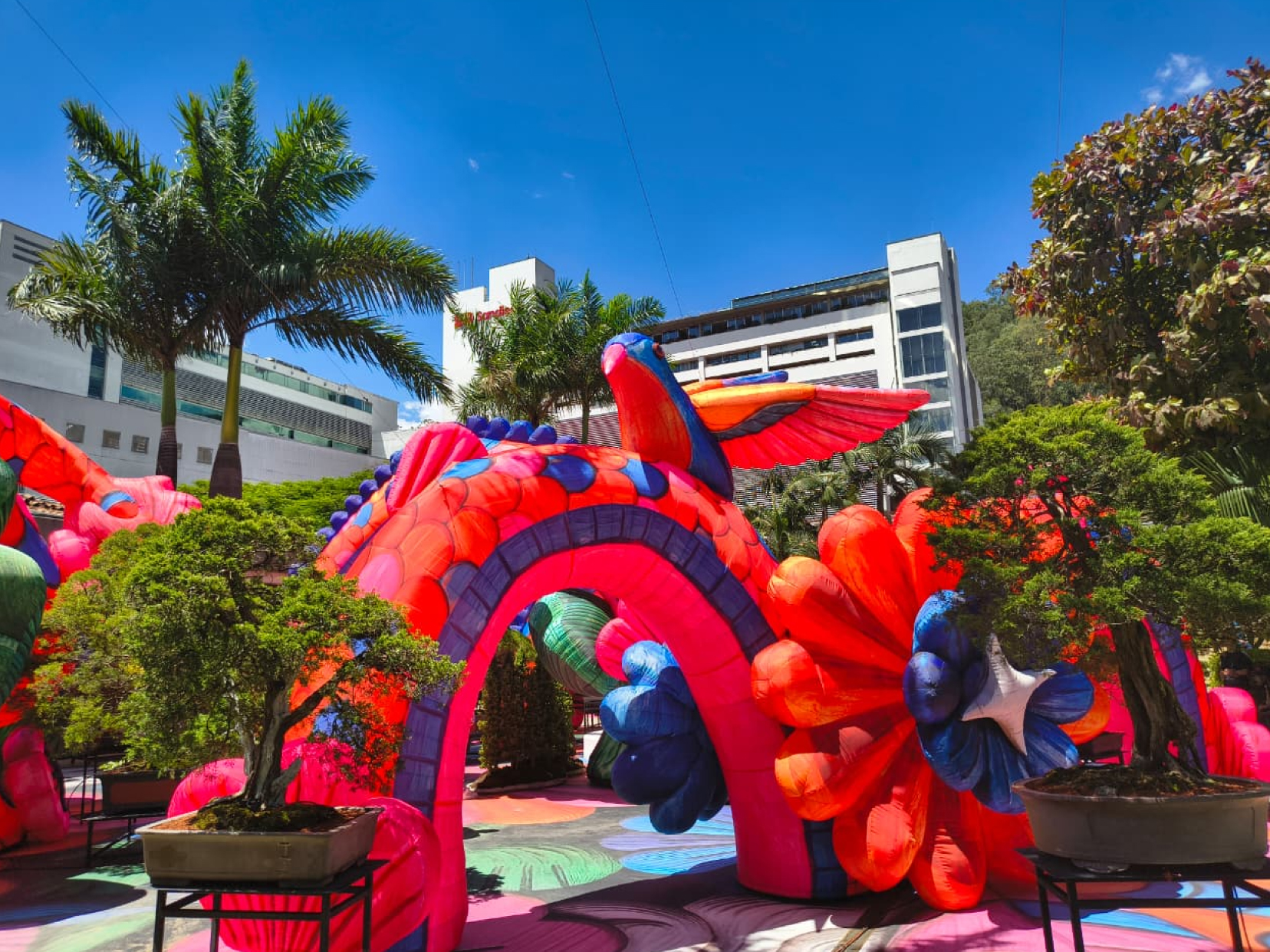 La Exposición Bonsái celebra 29 años y lidera la programación de la Feria de las Flores en Sandiego