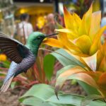 El vuelo de las flores: El Tesoro se transforma en el santuario de aves más fascinante de Medellín