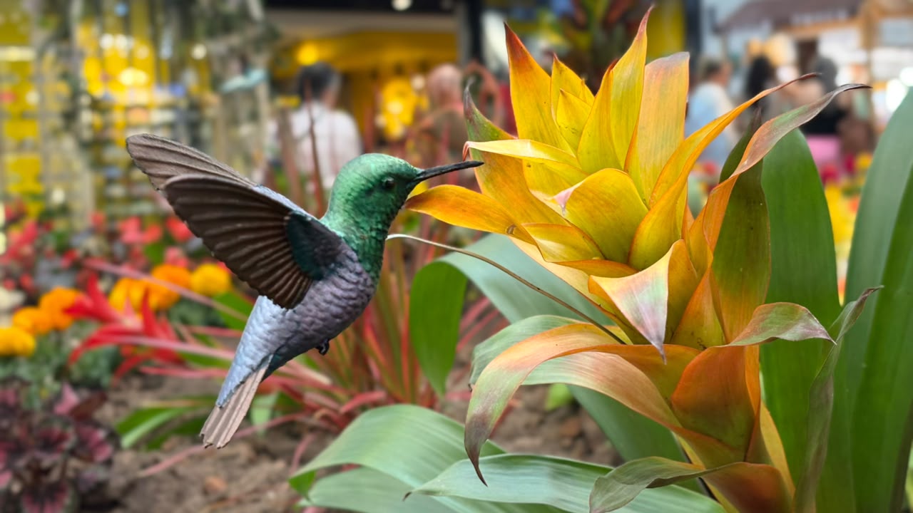 El vuelo de las flores: El Tesoro se transforma en el santuario de aves más fascinante de Medellín
